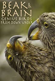 Watch Full Movie :Beak & Brain  Genius Birds from Down Under (2013)