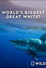 Watch Full Movie :Worlds Biggest Great White Shark (2019)