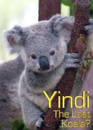 Watch Full Movie :Yindi the Last Koala (1996)